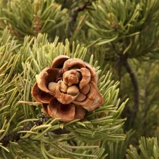 Pine Nut